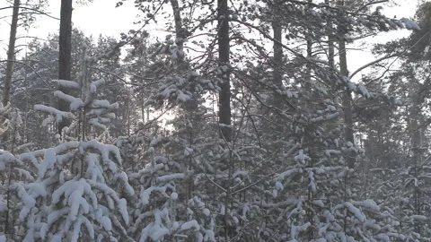 The first sun with the arrival of spring in the frozen forest Stock Footage 86387678