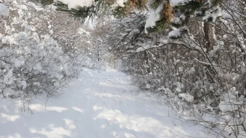 First sun in the frozen forest Stock Footage 88459393