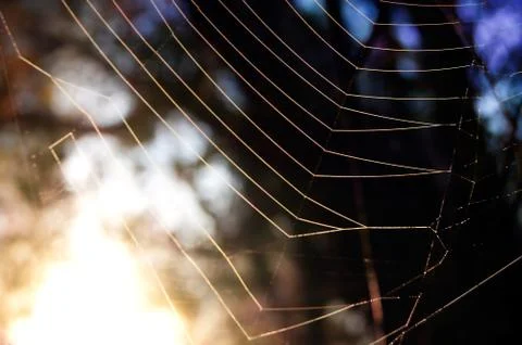 First sun rays on the web Stock Photos