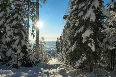 First sunbeams shining through the branches at the top of snow covered peak.. Stock Photos