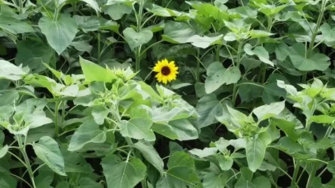 First sunflower Video stock 136253500