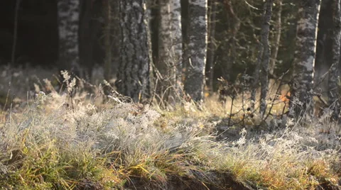 First sunlight on the birch grove Stock Footage 60658498