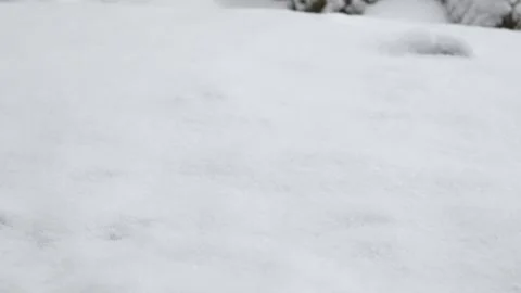 First thick snow is covering on ground  in forest among forest mountain and.. Stock Footage 278388232