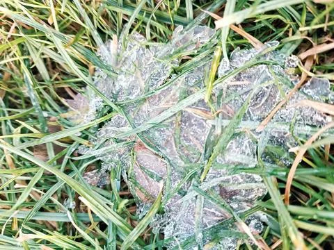 First thin ice on the green grass dangerous winter cold cool day frost snow Stock Photos
