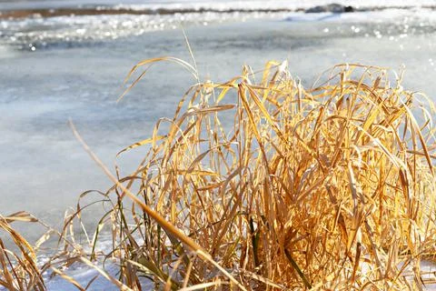 First thin ice on river or lake and dry yellow grass on shore winter Stock Photos