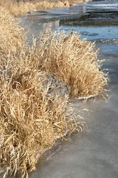 First thin ice on river or lake and dry yellow grass on shore abstract winter Stock Photos
