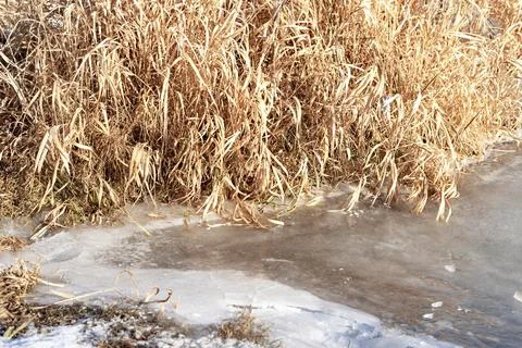 First thin ice on river or lake and dry yellow grass on shore, winter Foto stock
