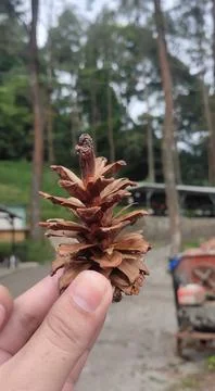 The first time I saw a pinecone 库存照片
