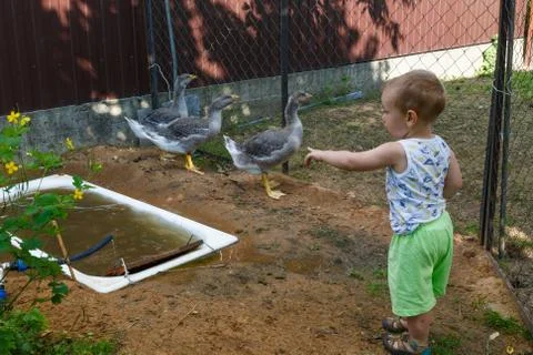 For the first time, a little boy sees geese on a farm Stock Photos