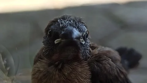 First time out of the nest: sparrow chicks Video stock 251410737