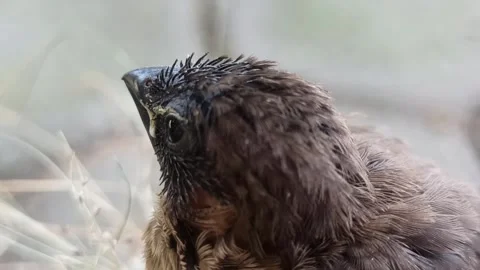 First time out of the nest: sparrow chicks Video stock 251410757