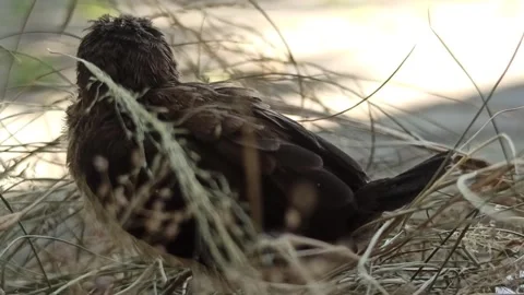 First time out of the nest: sparrow chicks Stock Footage 251410803