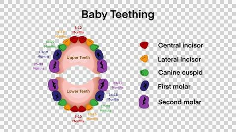 First tooth in a child, Baby teeth with primary tooth eruption and shedding time Stock Illustration