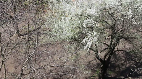 First tree blossom Stock Footage 49082351