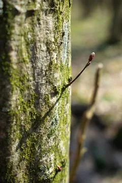 First tree sprout from the trunk Foto stock
