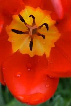 A first tulip in the garden Stock Photos