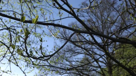 First tulip-tree spring gentle leaves, buds and branches. 4K Stock Footage 60568340