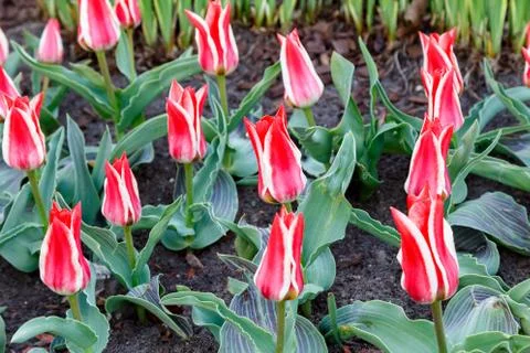 The first tulips in the flowerbed Stock Photos
