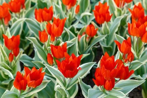 The first tulips in the flowerbed Stock Photos