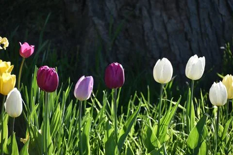 The first tulips in spring Stock Photos