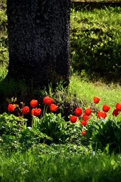 The first tulips in spring Stock Photos