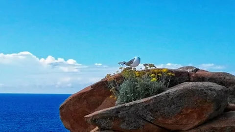 First view of seea gull on stone Giglio Island Italy tuscany Stock Footage 244595460