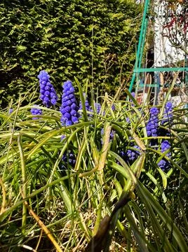 First violet flowers of spring in the garden 스톡 사진