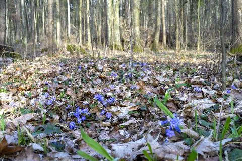 First violets in early spring. Selective focus on violets. Blurred backgrou.. Stock Photos