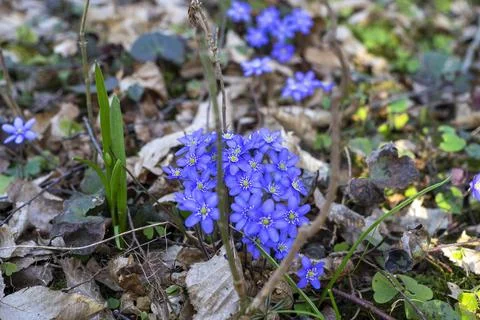 First violets in early spring. Selective focus on violets. Blurred backgrou.. Stock Photos