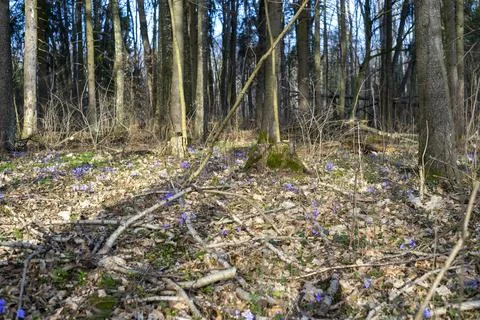 First violets in early spring. Selective focus on violets. Blurred background Stock Photos