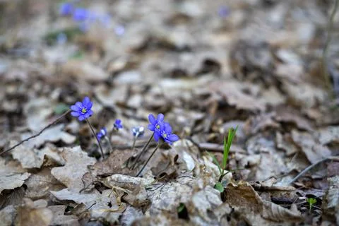 First violets in early spring. Selective focus on violets. Blurred backgrou.. Stock Photos