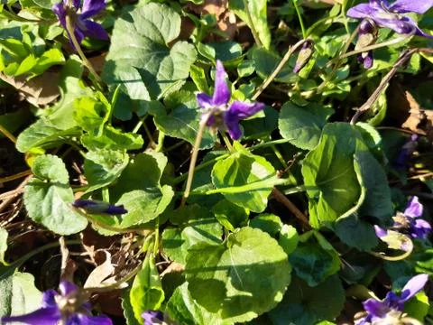 The first Violets Stock Photos