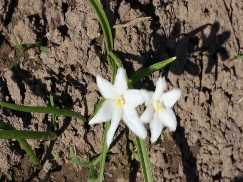 The first white flowers Stock Footage 76108174