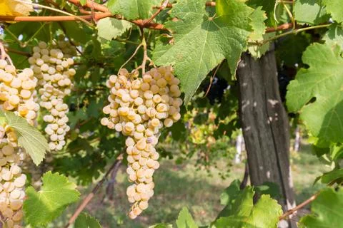 The first white grapes Stock Photos