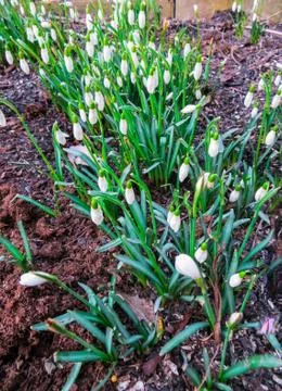 The first white snowdrops in early spring among last year's leaves in the for Stock Photos