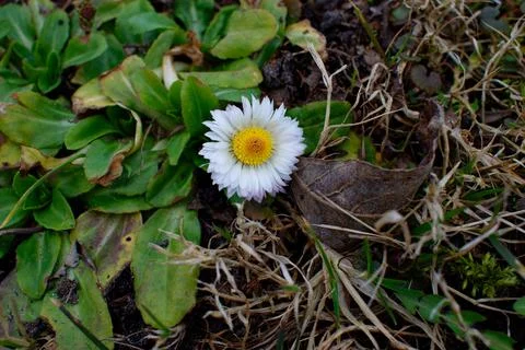 The first white spring flower close-up among the green foliage. Stock Photos