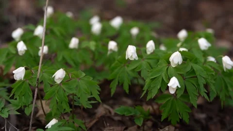First white spring flowers in a forest clearing Stock Footage 172354290