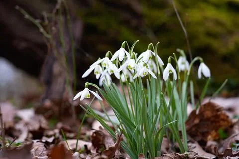 First white spring flowers in the forest close-up. Stock Photos