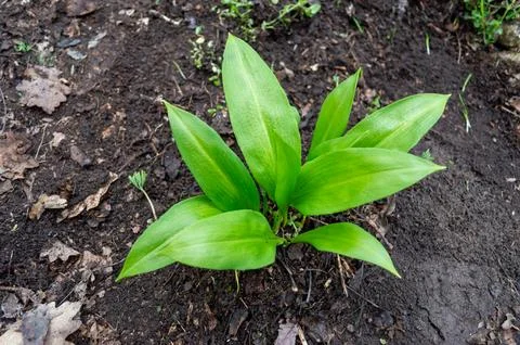 The first wild garlic in the spring in the forest Stock Photos