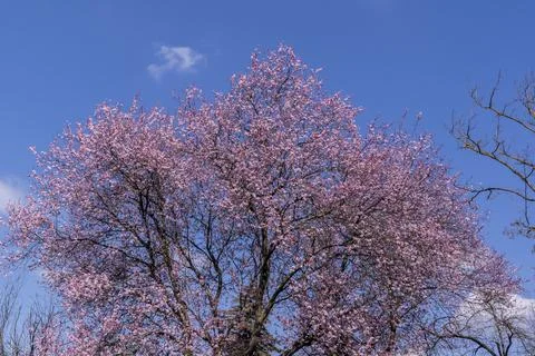 The first wild plum spring flower buds.(Prunus pendula) Stock Photos