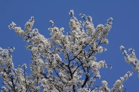 The first wild plum spring flower buds. Stock Photos