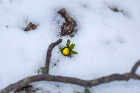 The first winter aconite in the snow Stock Photos