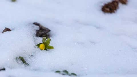 The first winter aconite in the snow Stock Photos