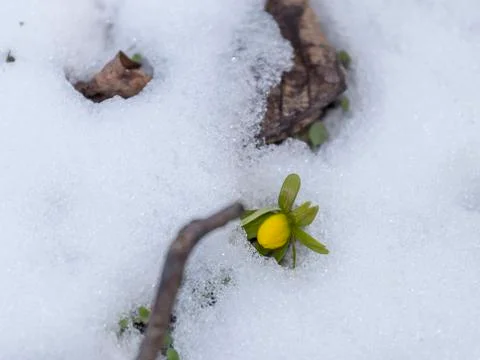 The first winter aconite in the snow Stock Photos