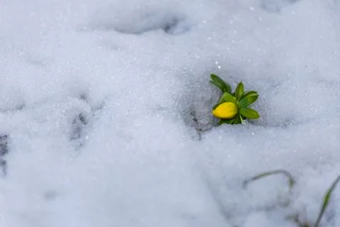The first winter aconite in the snow Stock Photos
