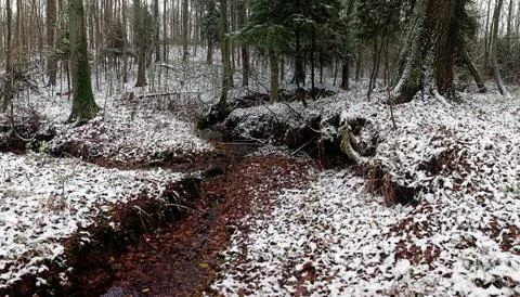 First winter snow in a forest with small creek Stock Photos