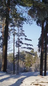 First winter snow in pine forest. Snowy winter forest with rays of sun Stock Photos
