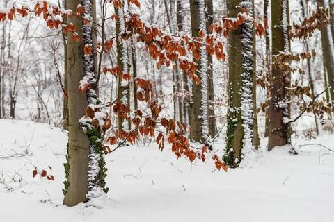 First winter snowfall in the park. 스톡 사진