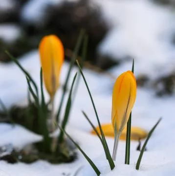 The first yellow crocuses from under the snow in the garden on a sunny day Stock Photos