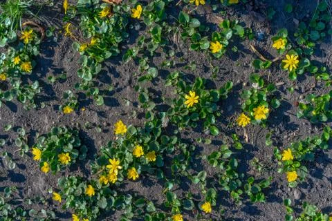 First yellow flowers in spring Stock-Fotos